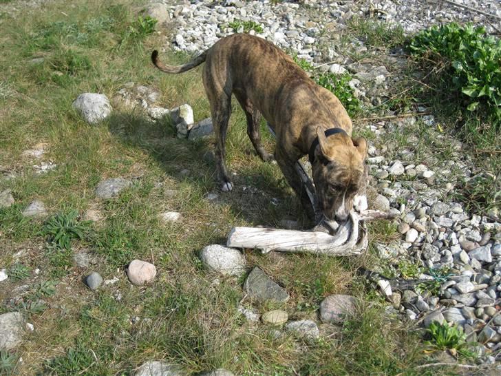 Amerikansk staffordshire terrier Keyla billede 10