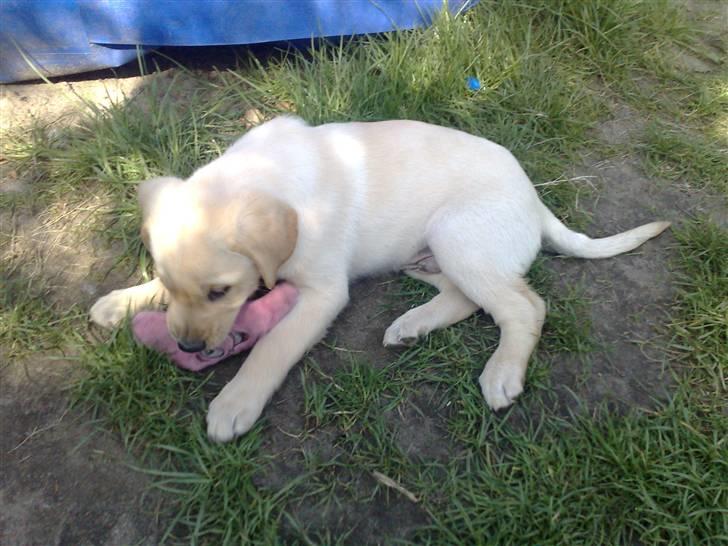 Blanding af racer Mickey - Hygge i haven billede 6