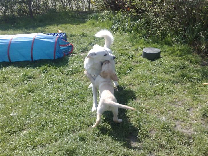 Blanding af racer Mickey - Leger med Spot billede 7