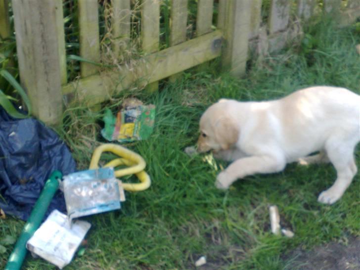 Blanding af racer Mickey - Laver ballade billede 8