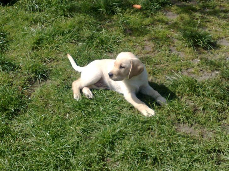 Blanding af racer Mickey - Er jeg ikke dejlig:) billede 9