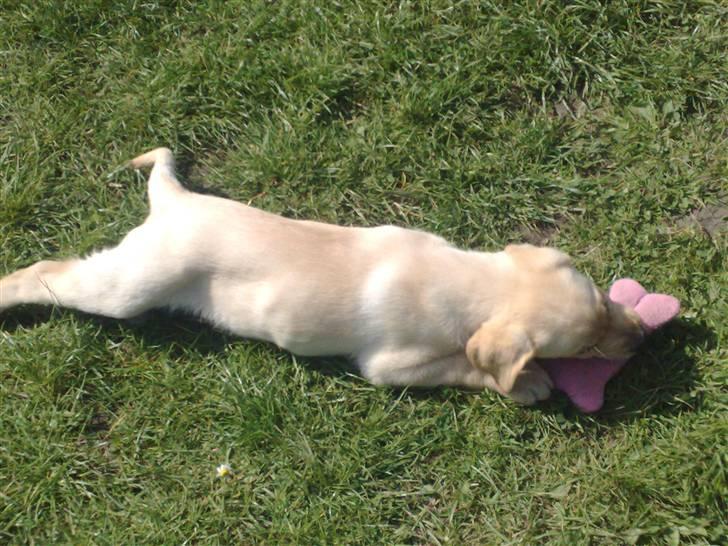 Blanding af racer Mickey billede 10