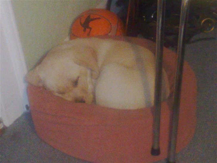 Blanding af racer Mickey - Sover godt, men er snart for stor til kurven billede 11