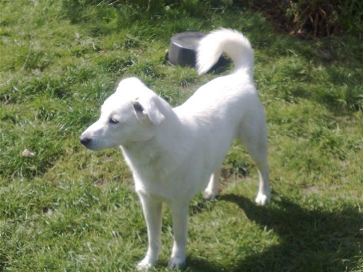 Blanding af racer Spot - Dejlig i haven billede 9