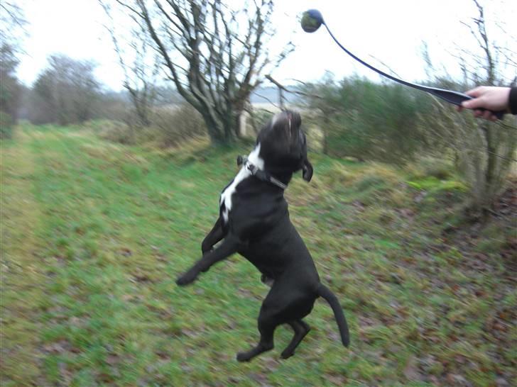 Staffordshire bull terrier Lukas - Hvis jeg nu bare lige strækker mig, så.. Haps! billede 17