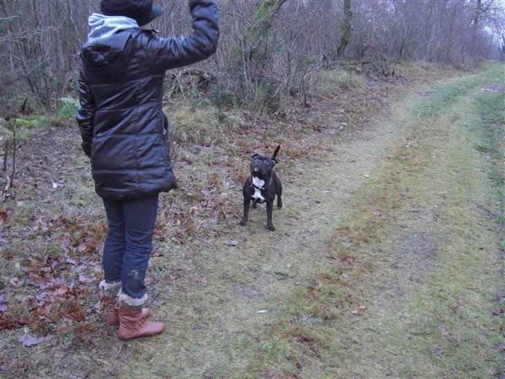Staffordshire bull terrier Lukas - Jeg elsker når mor gider kaste bold. billede 18