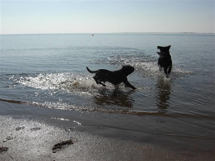 Staffordshire bull terrier Lukas - Plaske i vand med Max er bare livet. billede 19