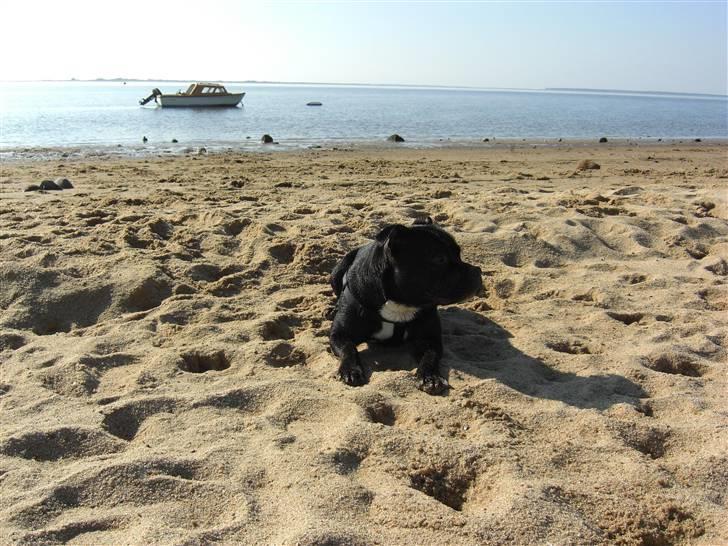 Staffordshire bull terrier Lukas - The Babewatch´er = mig. . Se lige de tæver derover, far!?  billede 20