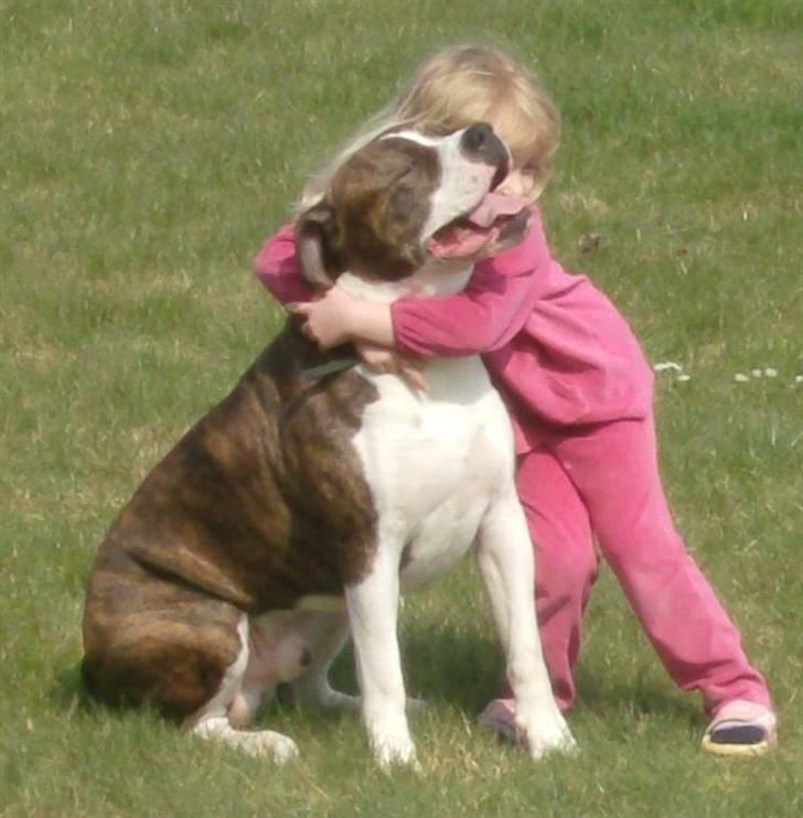 Amerikansk bulldog Kettner´s Devil Dancer - NYT.... Elsker dig Devil billede 17