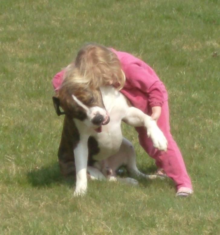 Amerikansk bulldog Kettner´s Devil Dancer - NYT..... Du er bare sååå dejlig.. billede 18