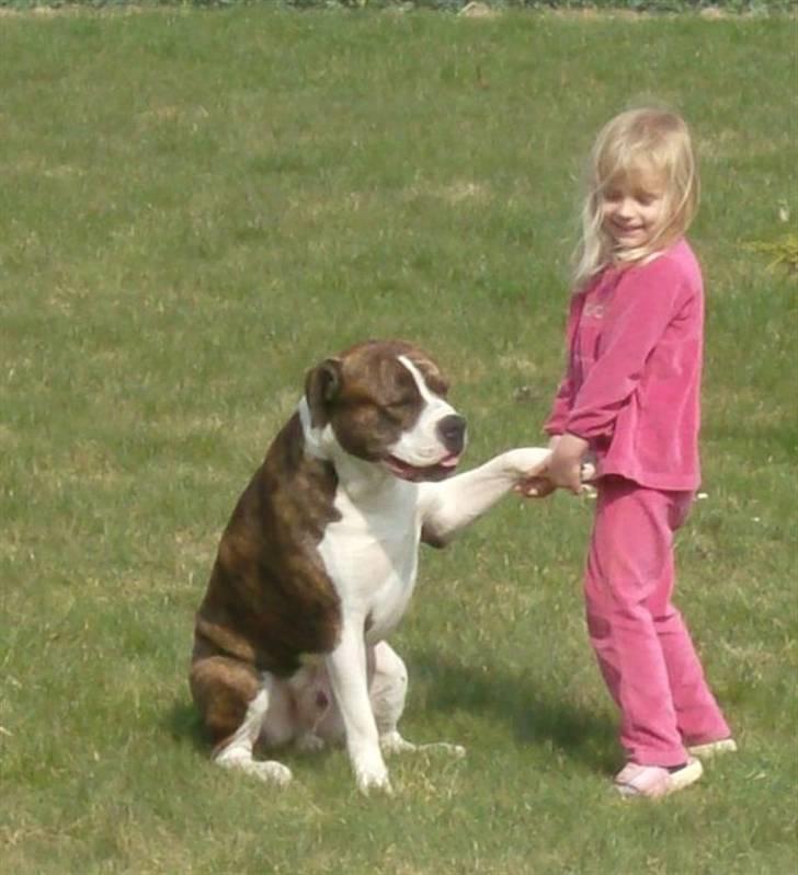 Amerikansk bulldog Kettner´s Devil Dancer - NYT..... Vi hygger.. billede 19