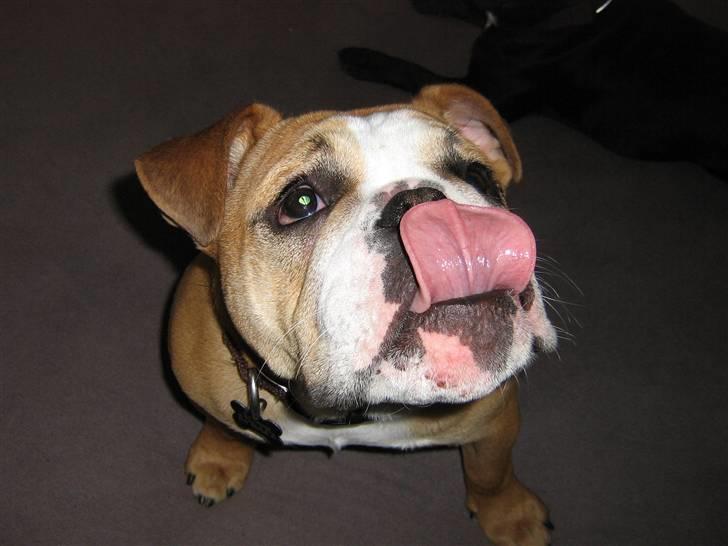 Engelsk bulldog Bella * bor her ikke mere :-( billede 1