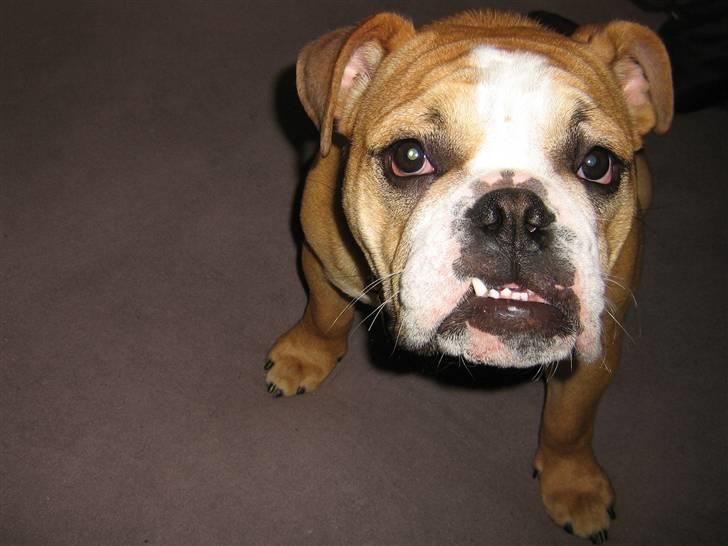 Engelsk bulldog Bella * bor her ikke mere :-( billede 2