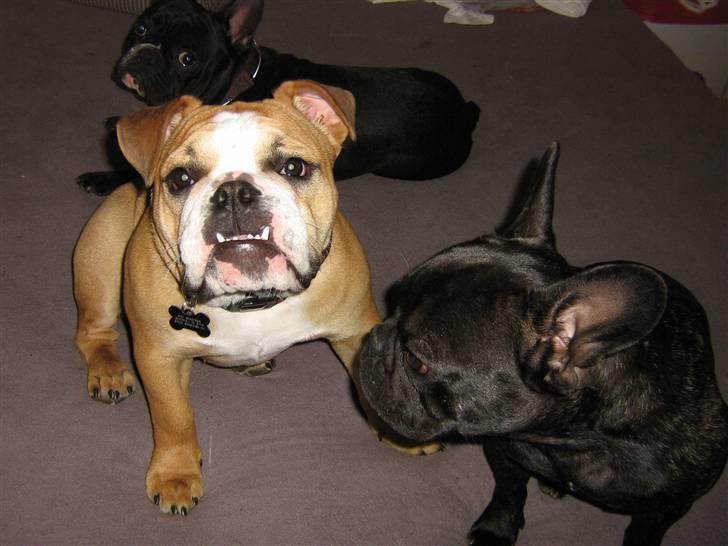 Engelsk bulldog Bella * bor her ikke mere :-( billede 3