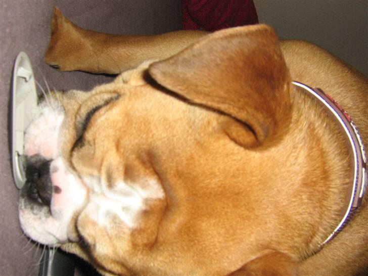 Engelsk bulldog Bella * bor her ikke mere :-( billede 4