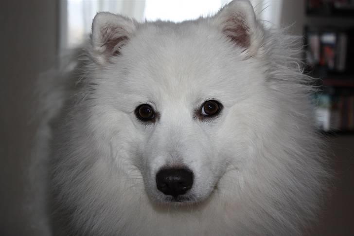 Japansk spids tiko - første dag ved os :) billede 3