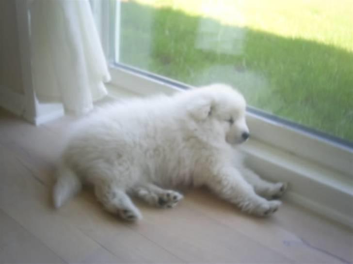 Japansk spids tiko - Tiko faldte straks for det store vindue i stuen :)  billede 4