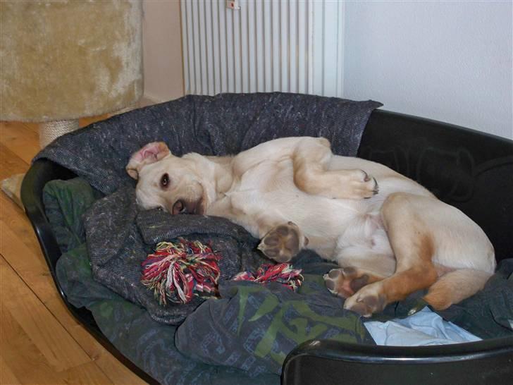 Labrador retriever rico billede 10