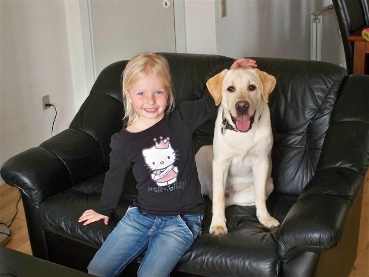 Labrador retriever rico billede 11