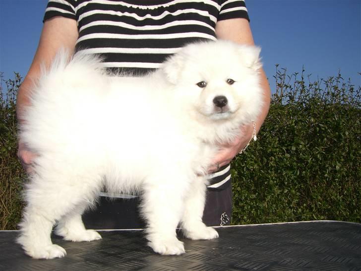 Japansk spids tiko billede 5