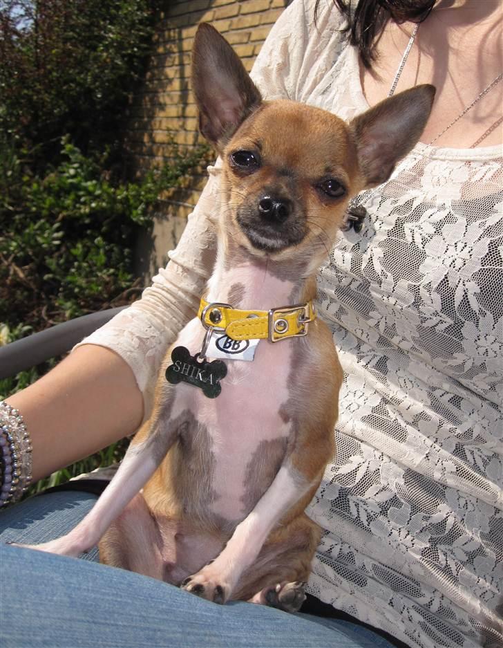Chihuahua *~ Shika ~* R.I.P - Jeg sidder jo hér, og bliver helt solbrun.. :o) billede 4