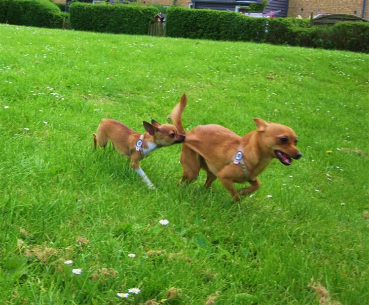 Chihuahua *~ Shika ~* R.I.P - Det er MEGET nemmere at følge med, når man hægter sig fast til søsters deller!! ;o)) billede 5