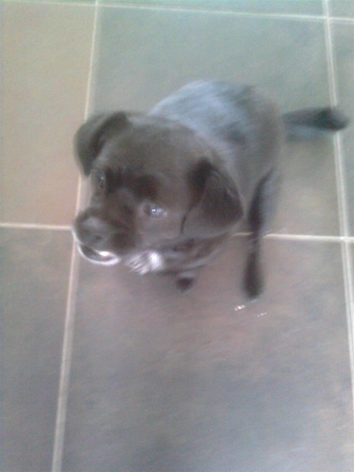 Blanding af racer Trunte - HEJ MED DIG.JEG HEDDER TRUNTE billede 1