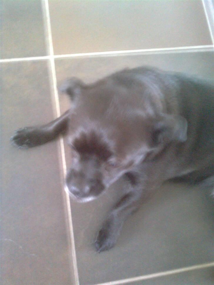 Blanding af racer Trunte - ARRRRRRR...det er degligt at ligge og slappe af. billede 2