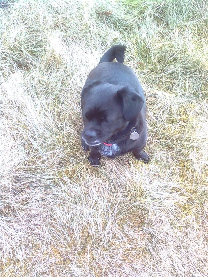 Blanding af racer Trunte - det er skønt aat være ude billede 3