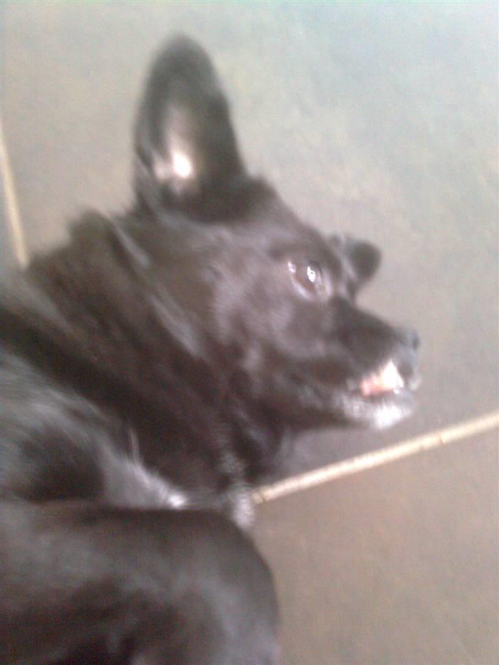 Blanding af racer Trunte billede 4