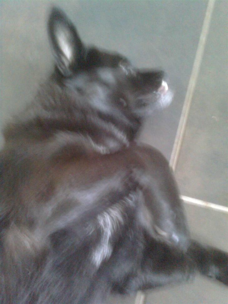 Blanding af racer Trunte billede 5