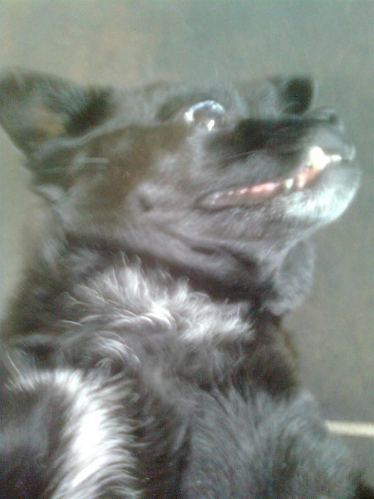 Blanding af racer Trunte billede 6