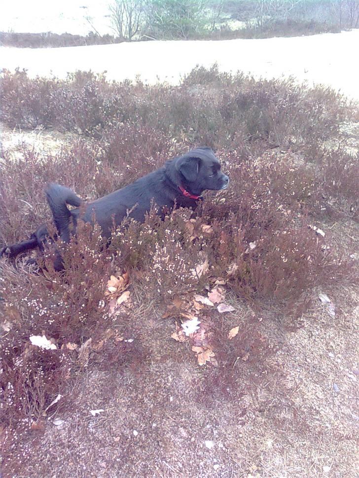 Blanding af racer Trunte - se jeg leger gemme. billede 7