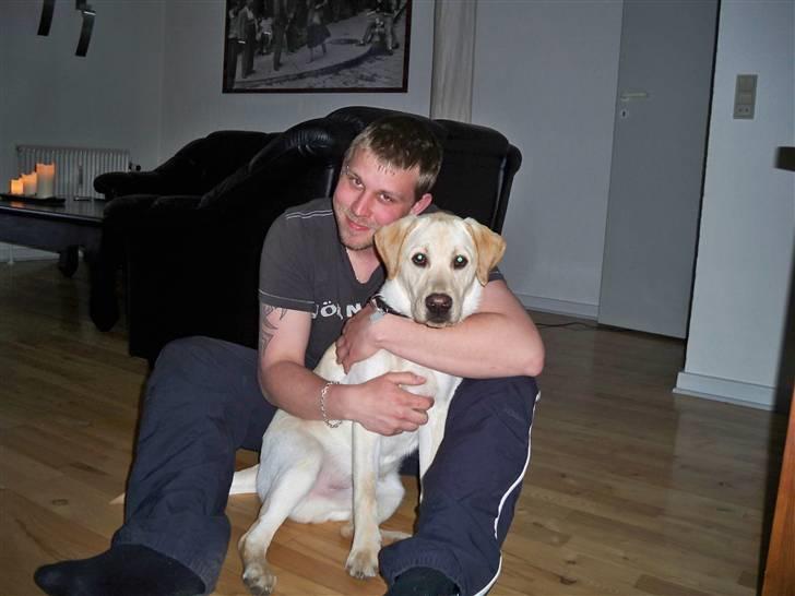 Labrador retriever rico billede 12