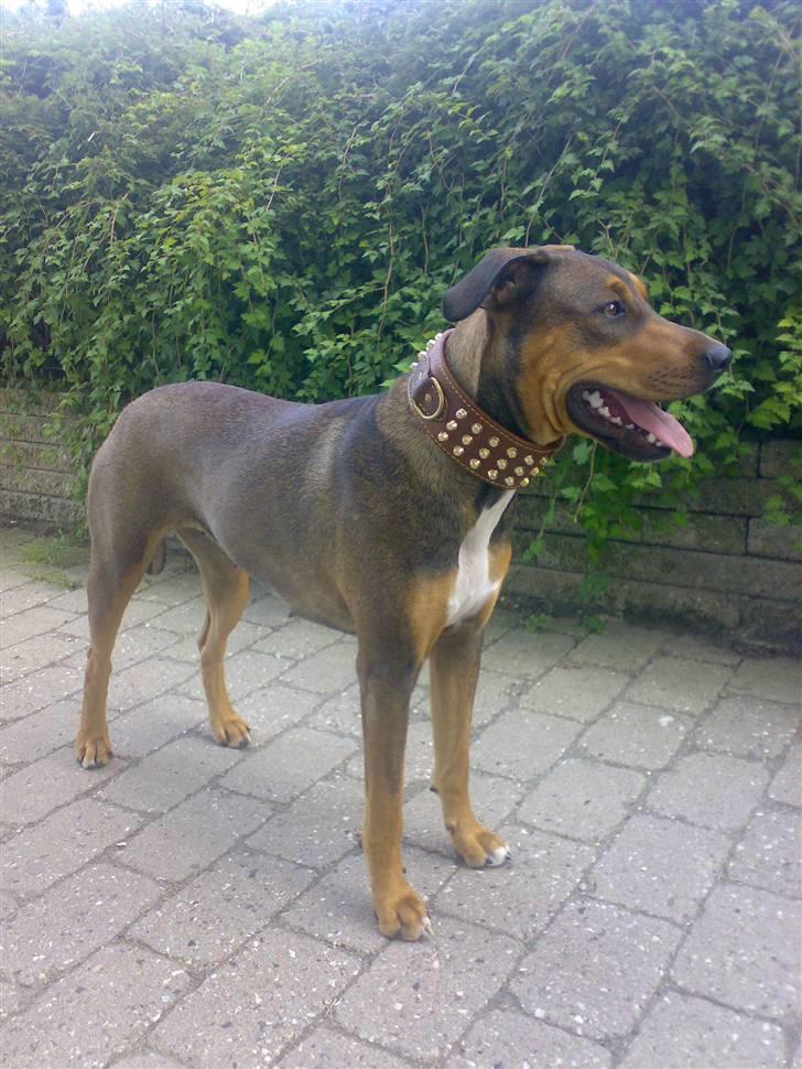 Blanding af racer HOOTCHIE billede 1