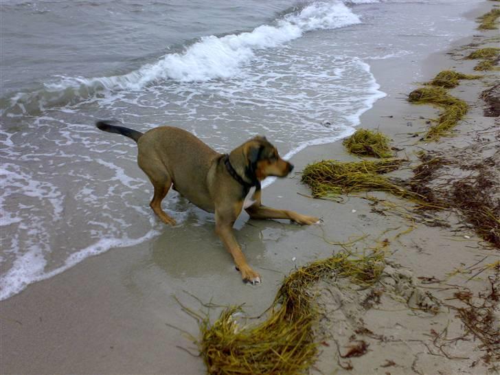 Blanding af racer HOOTCHIE billede 2