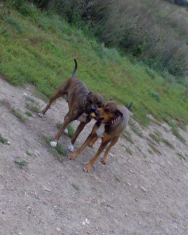 Blanding af racer HOOTCHIE - Her er jeg sammen med min ven Gismo billede 3