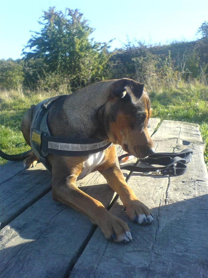 Blanding af racer HOOTCHIE billede 4