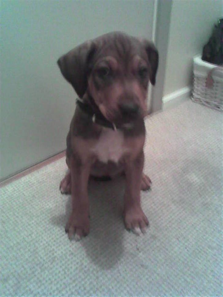 Blanding af racer HOOTCHIE - Da jeg var lille og sød billede 5