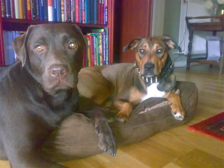 Blanding af racer HOOTCHIE - Chiller med Beddy og et par bøger hos mormor billede 6