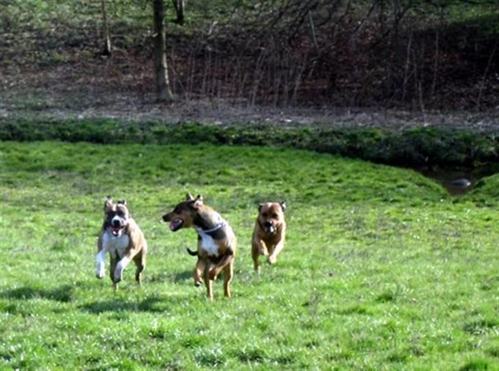 Blanding af racer HOOTCHIE billede 7