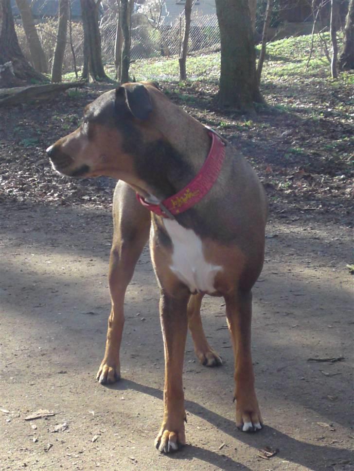 Blanding af racer HOOTCHIE - På tur i Bernstorffsparken billede 8