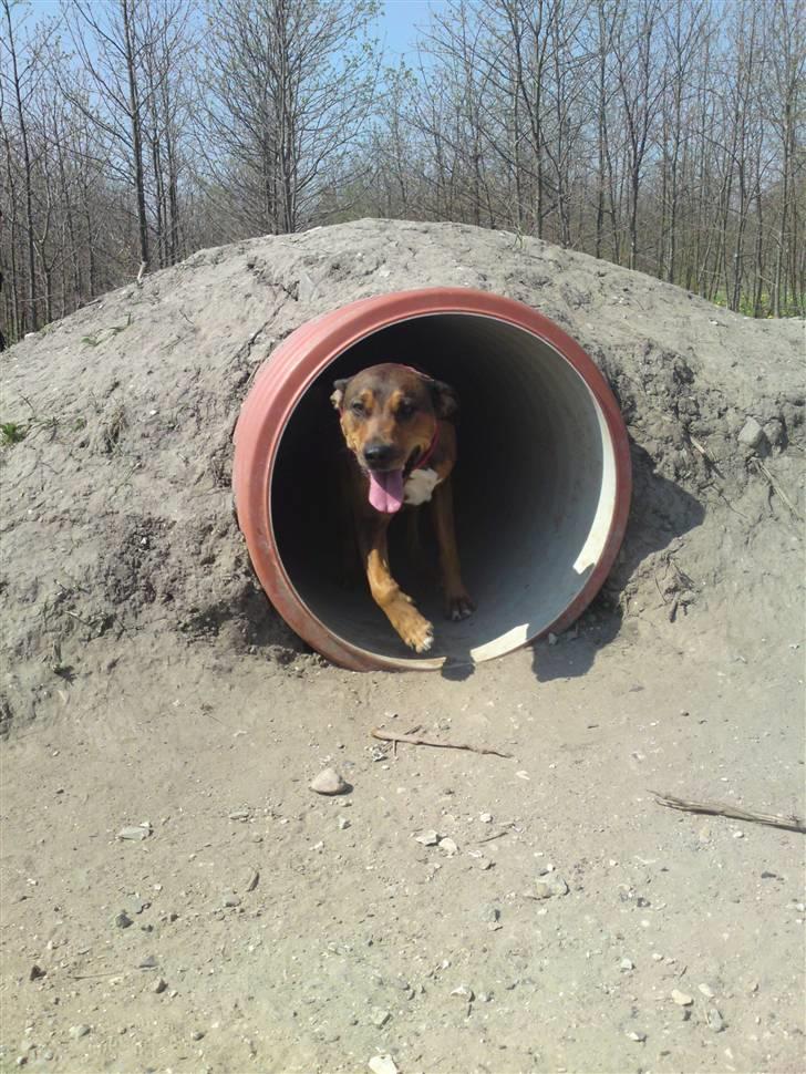 Blanding af racer HOOTCHIE - På en hundelegeplads ved Tølløse - fantastisk med de tunneller! billede 9