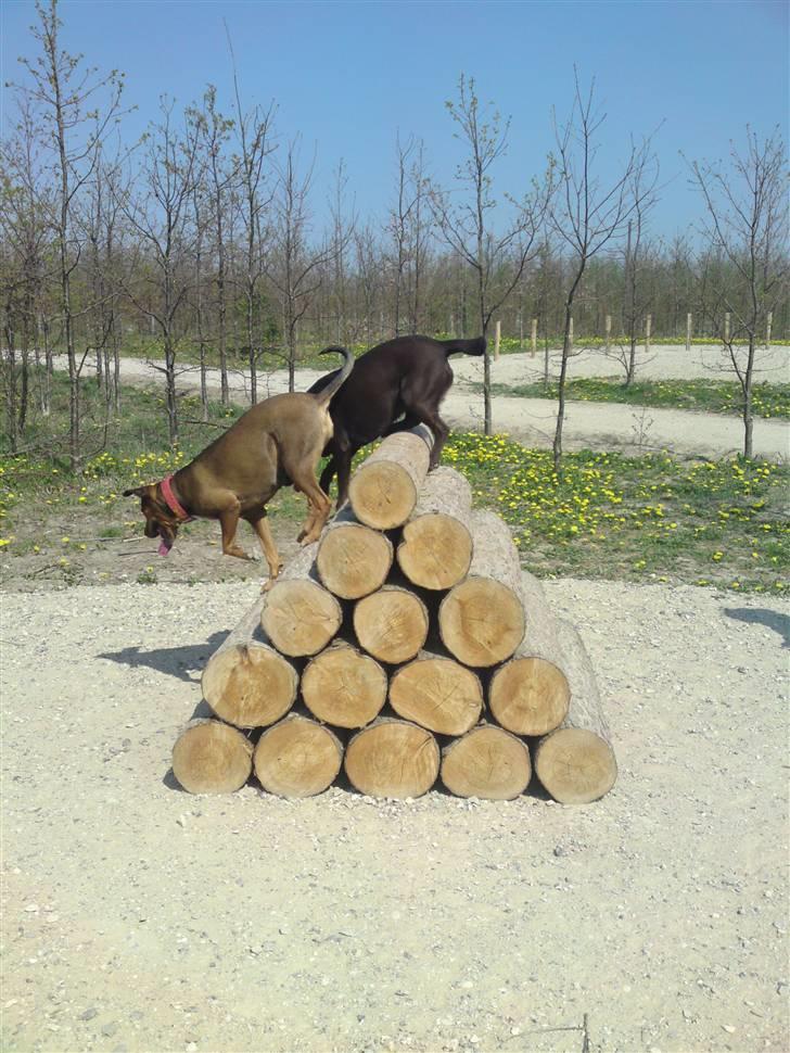 Blanding af racer HOOTCHIE - Igen på legepladsen billede 10