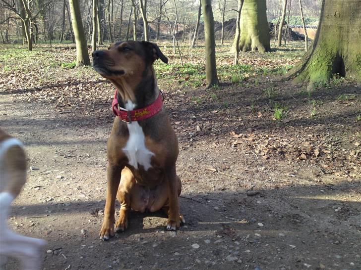 Blanding af racer HOOTCHIE billede 11