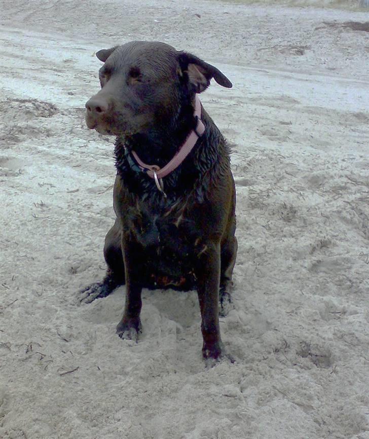 Labrador retriever Beddy B  billede 1