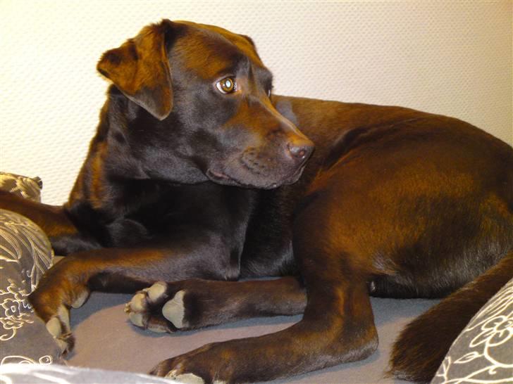 Labrador retriever Beddy B  billede 2