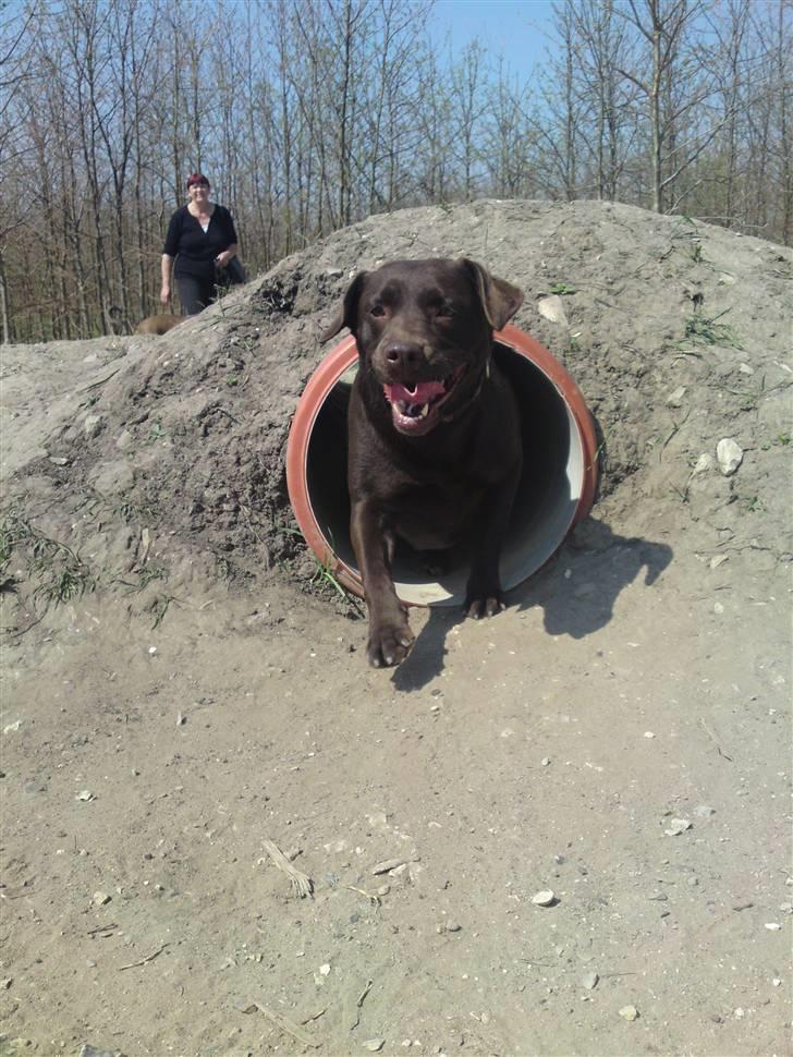 Labrador retriever Beddy B  billede 3