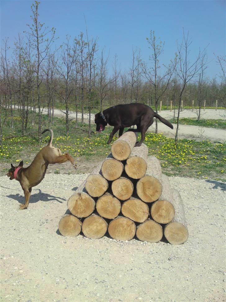 Labrador retriever Beddy B  billede 4