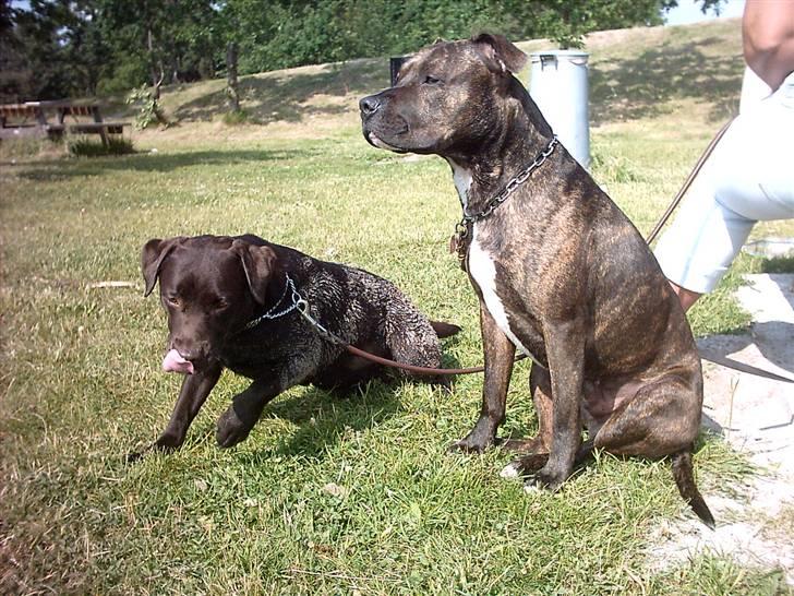 Labrador retriever Beddy B  billede 5